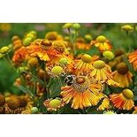 Helenium Autumn Lollipop Flower Seeds for Planting – Heirloom, Non-GMO, High Germination Organic Garden Seeds