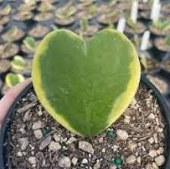 Green Hoya Kerrii Flower Seeds for Planting | Heirloom Non-GMO Organic Garden Seeds