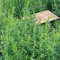 Tarragon Flower Seeds for Planting – Heirloom, Non-GMO, High Germination Organic Garden Seeds