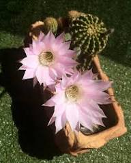 Pink Echinopsis Tubiflora Flower Seeds for Planting – Heirloom, Non-GMO, High Germination Organic Garden Seeds
