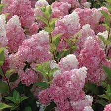 Flower Seeds, Seeds,Seeds For Planting,Plant Seeds