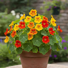 Nasturtium Flower Seeds for Planting – Heirloom, Non-GMO, High Germination Organic Garden Seeds