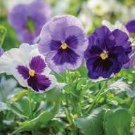 Violet Pansy Flower Seeds for Planting – Heirloom, Non-GMO, Easy to Grow Organic Garden Seeds
