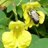 Jewelweed Flower Seeds for Planting – Drought Tolerant, Heirloom, GMO Free Organic Garden Seeds