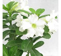 White Adenium Obesum Flower Seeds for Planting – Heirloom, Non-GMO, Long Bloom Season Organic Garden Seeds