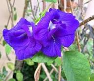 Mix Ternatea Flower Seeds for Planting - Heirloom, Non-GMO, High Germination Organic Garden Seeds