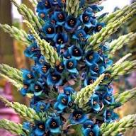 Blue Puya Alpestris Flower Seeds for Planting – Heirloom Non-GMO High Germination Organic Garden Seeds