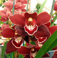 Red Cymbidium Orchid Flower Seeds for Planting | Heirloom Non-GMO Organic Garden Seeds