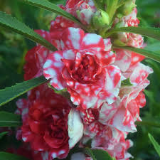 Camellia Impatiens Flower Seeds for Planting – Non-GMO Shade-Loving Blooms for Containers and Borders