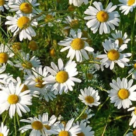 Roman Chamomile Seeds