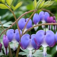 Blue Bleeding Heart Flower Seeds for Planting - Heirloom, Non-GMO, High Germination Organic Garden Seeds