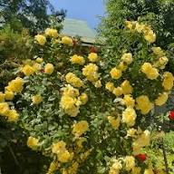 Yellow Climbing Rose Flower Seeds for Planting – Heirloom, Non-GMO, Perfect for Borders Organic Garden Seeds