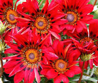 Gazania Red Orange Flower Seeds for Planting | Heirloom Non-GMO Organic Garden Seeds, High Germination
