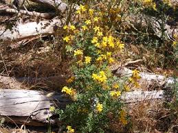 Heirloom Hypericum Flower Seeds for Planting | Non-GMO, High Germination, Organic Garden Seeds