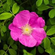 Rugosa Flower Seeds for Planting | Heirloom Non-GMO High Germination Organic Garden Seeds