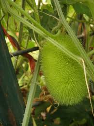 Green Wooly Bear Gourd Seeds for Planting – Heirloom & Non-GMO Garden Seeds