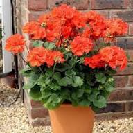 Geum Rossii Flower Seeds for Planting – Heirloom, Non-GMO, Premium Quality Garden Seeds