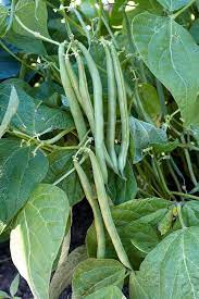 Green Appaloosa Bean Seeds for Planting – Heirloom Non-GMO Unique Patterned Vegetable Seeds with High Germination