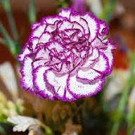 Carnations Violet White Flower Seeds for Planting | Heirloom Non-GMO Organic Garden Seeds, High Germination