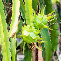 Fruit Seeds,Garden seeds, Seeds For Planting,Plant Seeds