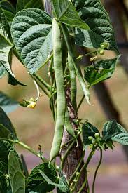 White Marrow Bean Vegetable Seeds for Planting – Heirloom & Non-GMO Seeds for Nutritious Classic Legumes