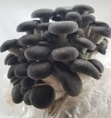 Mushroom Seeds for Planting Grey – Heirloom, Non-GMO Spores, Indoor Gourmet Growing -Organic Garden Seeds