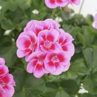 Peach Geranium Pelargonium Flower Seeds for Planting Heirloom Non-GMO High Germination Organic Garden Seeds