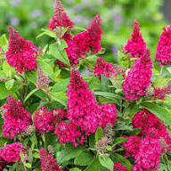 Pink Buddleia Davidii Flower Seeds for Planting - Colorful Display, Heirloom &amp; Non-GMO Seeds for Home Garden