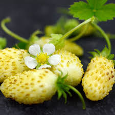 Yellow Strawberry Seeds for Planting - Rare Berries, Heirloom, Non-GMO Organic Garden Seeds for Unique Edible Gardens