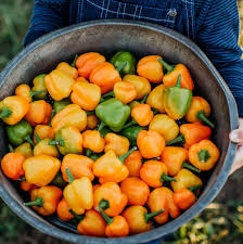 Mini Pepper Vegetable Seeds for Planting – Heirloom Non-GMO Organic Garden Seeds – Small and Sweet Fruiting Variety