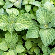 Perilla Vegetable Seeds for Planting – Heirloom, Non-GMO, High Germination Organic Garden Seeds for Aromatic Culinary Leaves