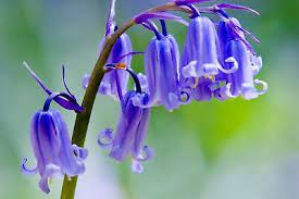 Bluebell Flower seeds for Planting - Shade Tolerant, Heirloom & GMO Free Seeds for Home Garden