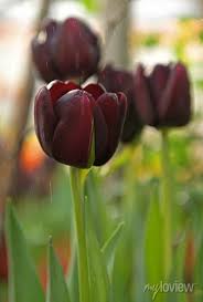 Maroon Tulip Flower Seeds for Planting – Heirloom, Non-GMO, Easy to Grow, High Germination