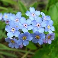 Blue Myosotis Alpestris Flower Seeds for Planting – Heirloom Non-GMO High Germination Organic Garden Seeds