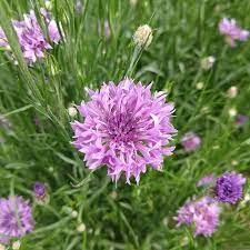 Purple Centaurea Flower Seeds for Planting – Hardy & Easy-to-Grow Blooms