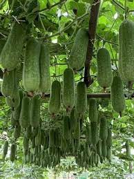 Asian Winter Melon White Ash Gourd Seeds for Planting – Heirloom & Non-GMO Vegetable Seeds for Cool-Season Gardens