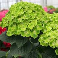 Hydrangea macrophylla Green Cloud Flower Seeds for Planting - Heirloom, Non-GMO, High Germination Organic Garden Seeds