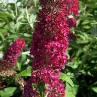 Dark Pink Buddleia Butterfly Bush Seeds for Planting | Heirloom Non-GMO High Germination Organic Garden Seeds
