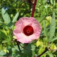 Roselle Hibiscus Sabdariffa Flower Seeds for Planting – Heirloom Non-GMO Cut Flower Favorite Organic Garden Seeds