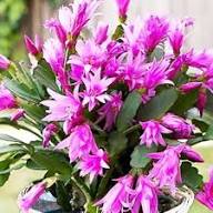 Lavender Schlumbergera Flower Seeds for Planting – Heirloom, Non-GMO, Hardy Variety, High Germination