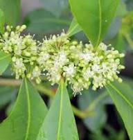 Ilex Paraguayensis Flower Seeds for Planting | Heirloom Non-GMO High Germination Organic Garden Seeds