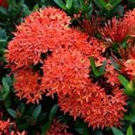 Passi Coccinea Flower Seeds for Planting Heirloom Non-GMO High Germination Organic Garden Seeds