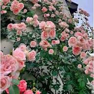 Pink Dawn Rose Flower Seeds for Planting – Heirloom, Non-GMO, High Germination Garden Seeds
