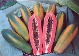 Pink Papaya fruit seeds for planting - Heirloom & Non-GMO Garden seeds