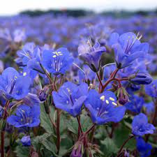 Bluebell Flower seeds for Planting - Hardy Variety, Heirloom & GMO Free Seeds for Home Garden