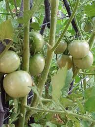 Tomato Seeds for Planting – Heirloom & Non-GMO Light Yellow Variety for Vibrant Dishes
