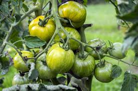 Green Brown Tomato Seeds for Planting – Heirloom, Non-GMO, High Germination Organic Garden Seeds