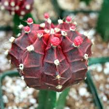 Mihanovichii Plant Seeds for Planting – Heirloom Non-GMO Organic Garden Seeds – Ornamental Cactus Perfect for Indoors
