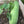 Asian Winter Melon White Ash Gourd Seeds for Planting – Heirloom & Non-GMO Vegetable Seeds for Cool-Season Gardens