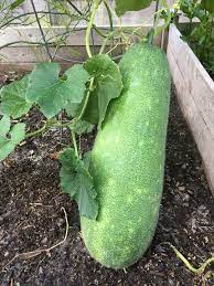 Asian Winter Melon White Ash Gourd Seeds for Planting – Heirloom & Non-GMO Vegetable Seeds for Cool-Season Gardens